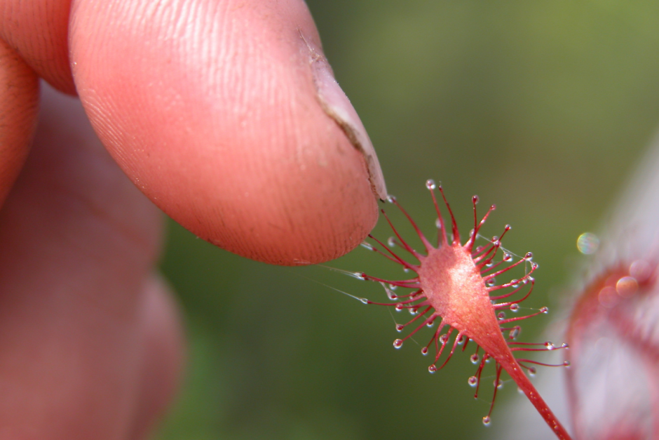 Хищные растения Беларуси 8.png