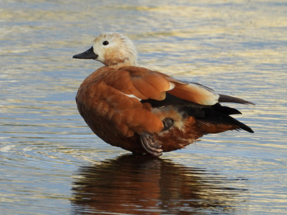 Сергей Резов и бердвотчинг 12.jpg