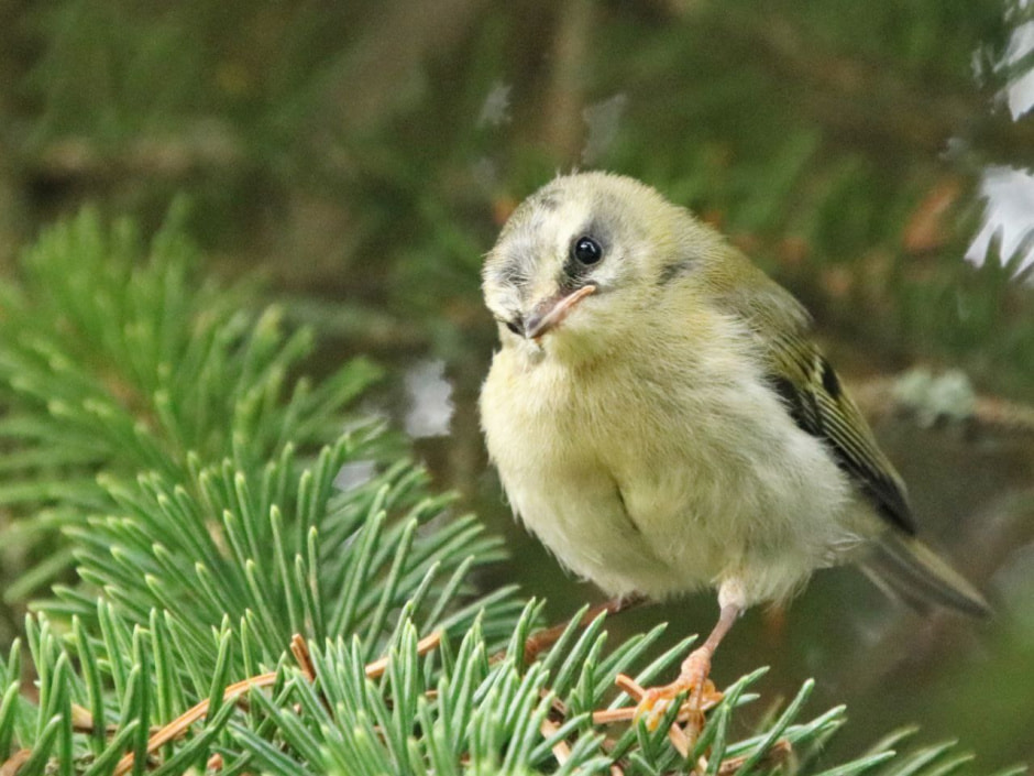 Красноголовый королек.jpg