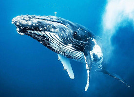 Поют громче реактивного самолёта и живут до 200 лет. 19 февраля мир отмечает День китов