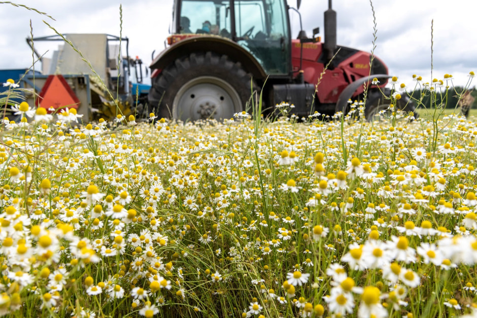 Трактор собирает ромашку