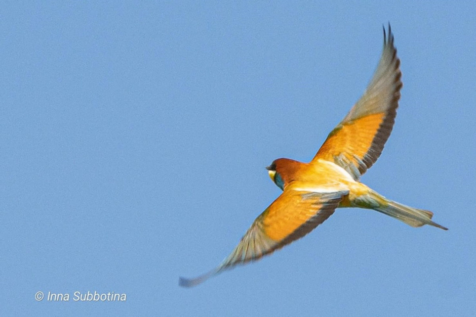 Золотистая щурка 5.jpg Золотистая щурка 5.jpg