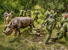 Машина времени для леса, татуированная тихоходка и городской ад: главные снимки года по версии журнала Nature