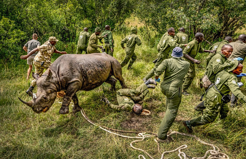 Машина времени для леса, татуированная тихоходка и городской ад: главные снимки года по версии журнала Nature
