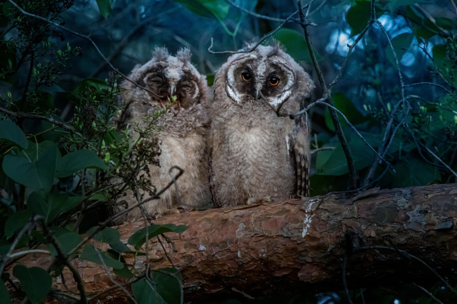 Птенцы ушастой совы