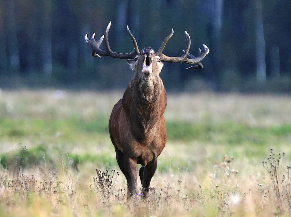 вызов на бой олень.JPG