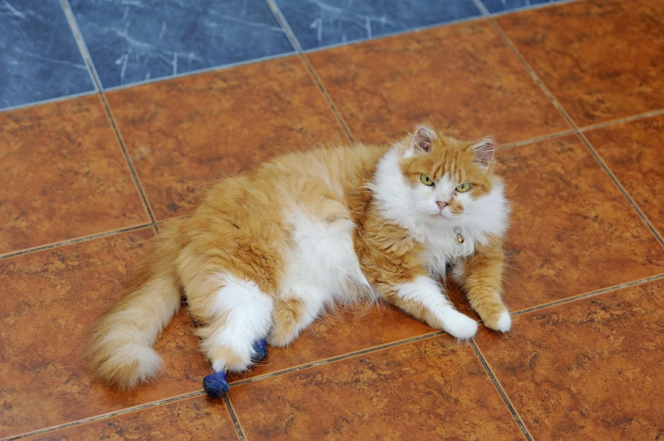 Суперветеринар из Лиды 9.jpg