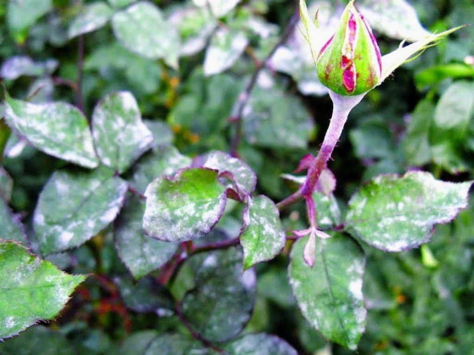 мучнистая роса5.jpg