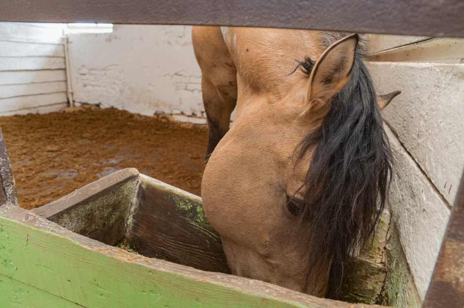 Лошади в Столинском районе 20.jpg