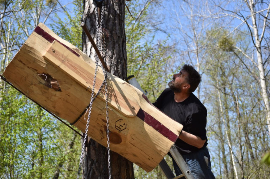 Как бортник спасает на Полесье черных пчел 25.jpg