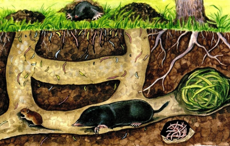 Что мы знаем о кроте 5.jpg