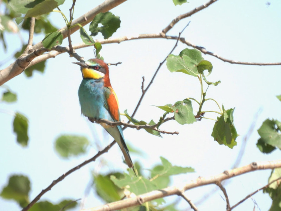 Зимородок 11.jpg