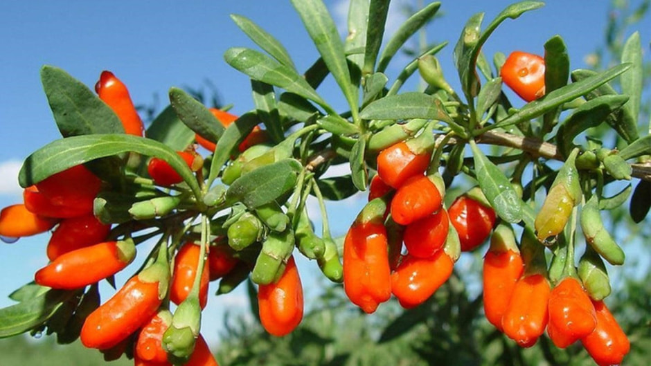 Экзоты на белорусской даче 3_ягоды годжи.jpg