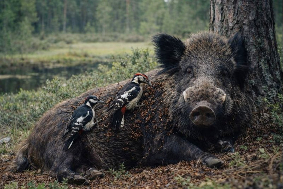 5-Кабаны и птицы-санитары.JPG