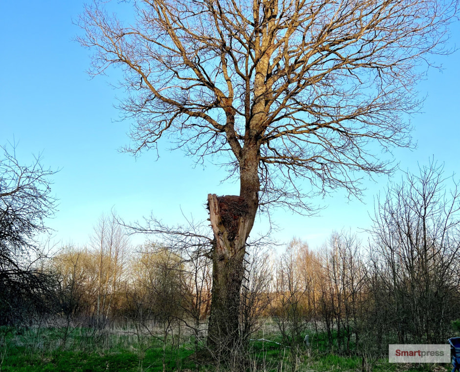 Дерево.jpeg