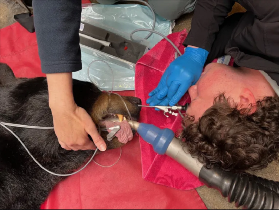 осмотр носа медведя ветеринарами