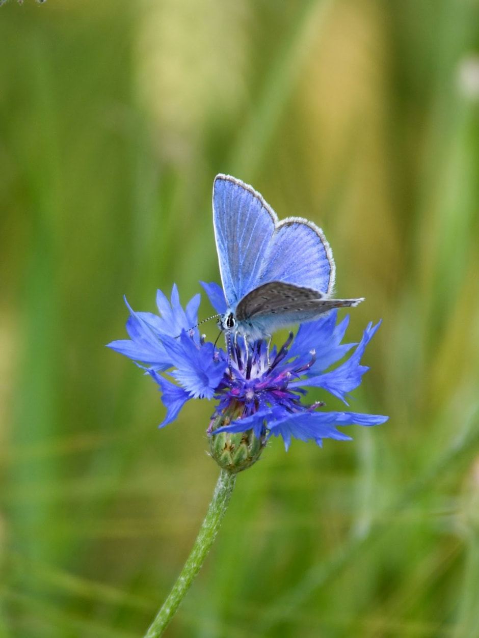 Финалисты конкурса Дикая природа Беларуси-2024 14.jpg