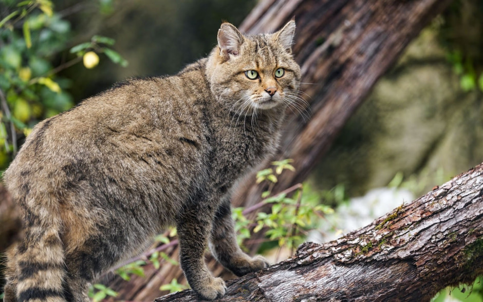 Лесной кот 8.jpg