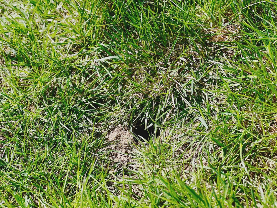 Наблюдаем за сусликами 13.jpg