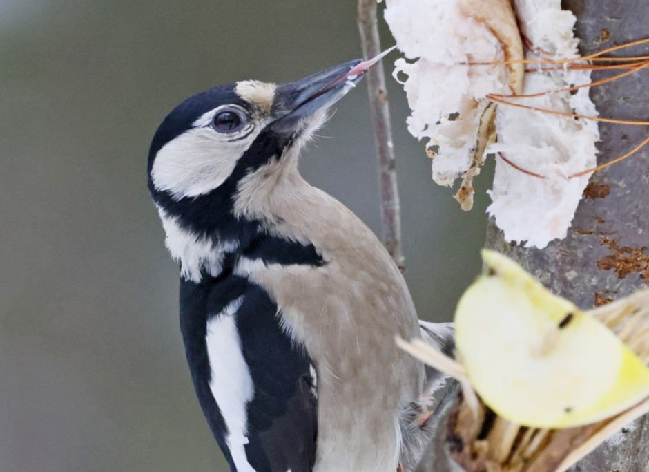 Подкармливаем птиц зимой 7.jpg