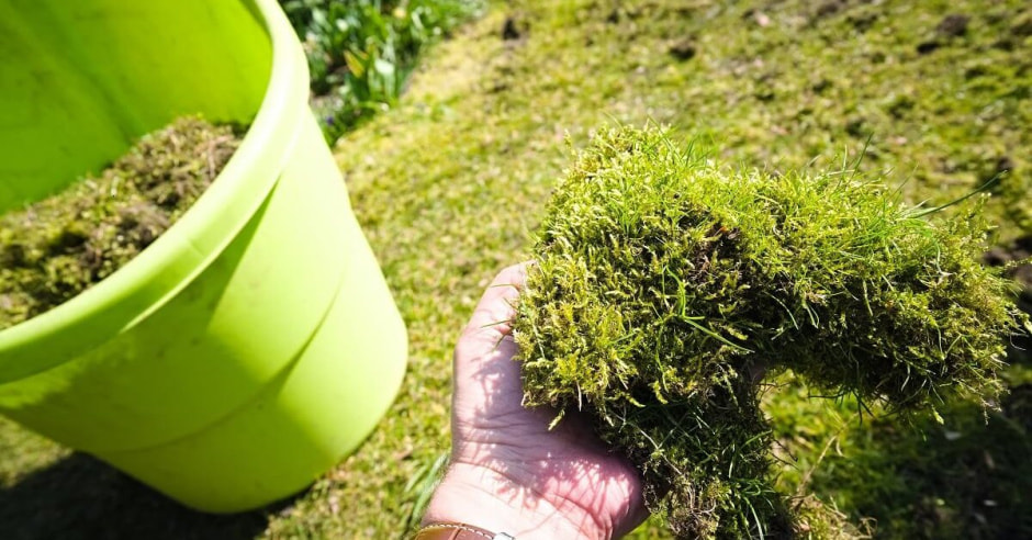 Дачники и мох Дачники и мох