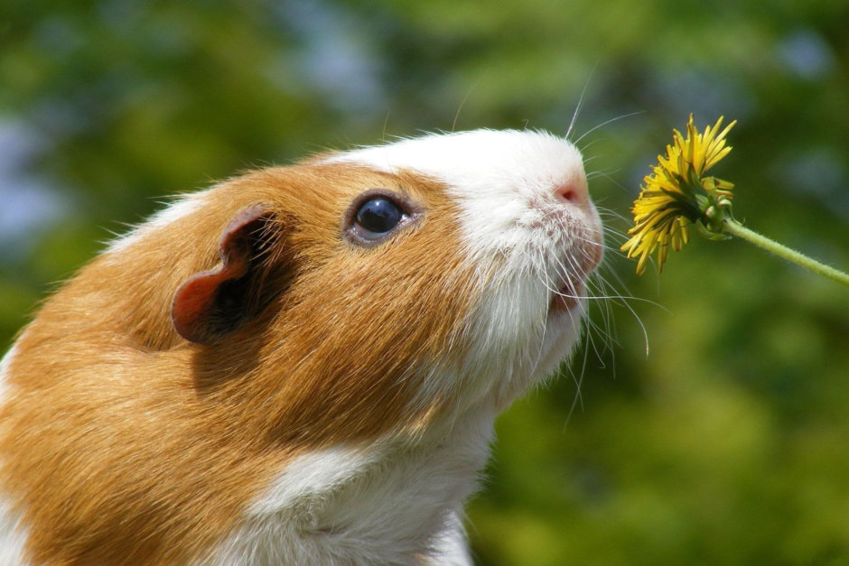 Морская свинка.jpg