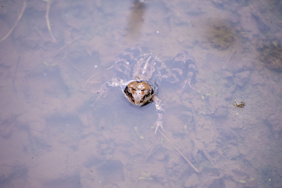 Травяная лягушка 