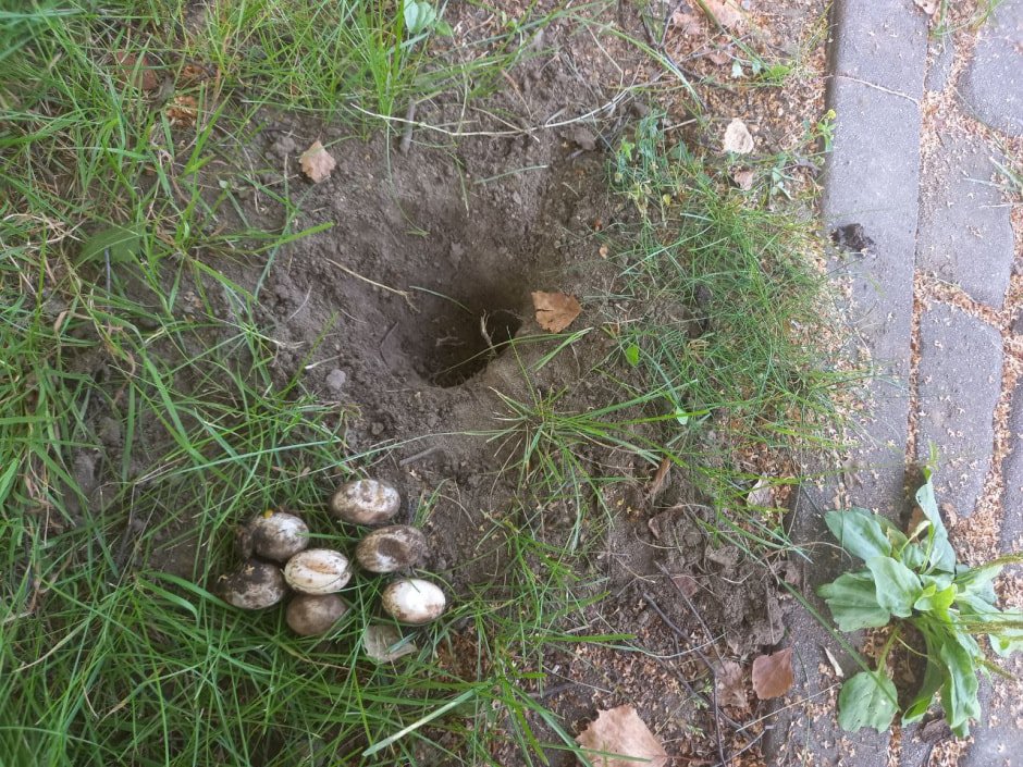 Красноухая черепаха кладка.jpg