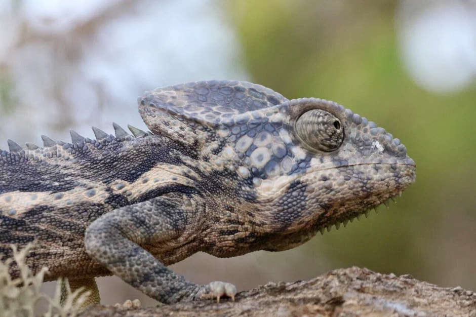 Мадагаскар 8.jpg