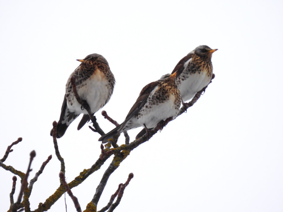 дрозд рябинник6.jpg