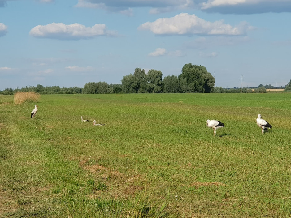 Мужчина спасает аистов 13.jpg