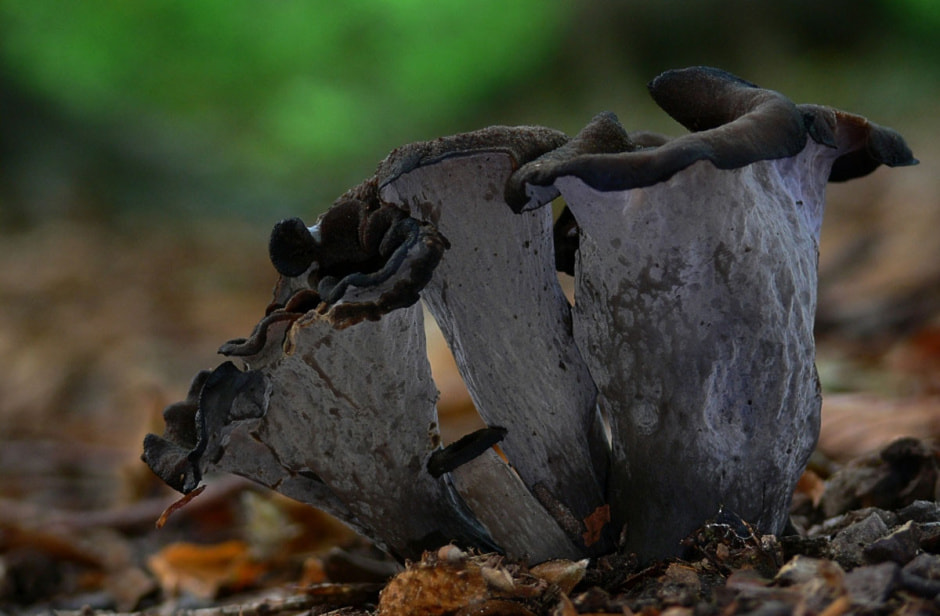 lisichka.jpg lisichka.jpg