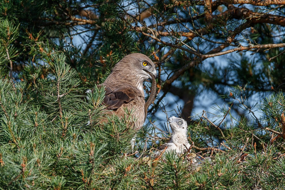 Яйца диких птиц 15.jpg