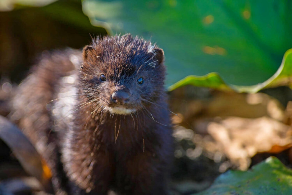Выхухоль в Беларуси 7_Американская норка.jpg