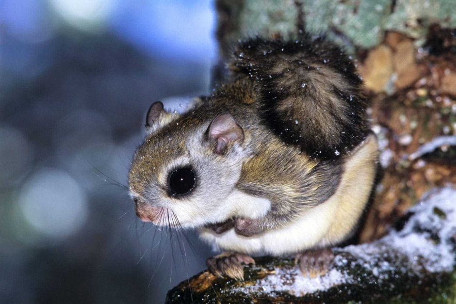 Летяги в Беларуси 7.jpg