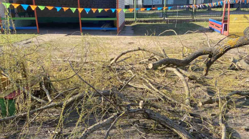 Ветка упала на ребенка в Бобруйске.jpg