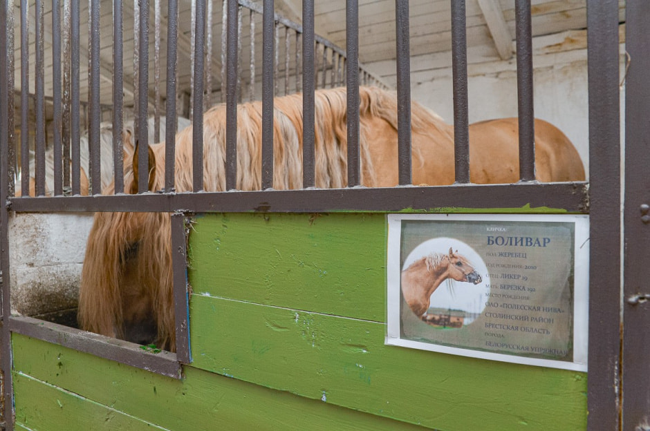 Лошади в Столинском районе 6.jpg