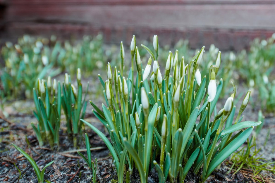 Деревня Ушковица 3.jpg