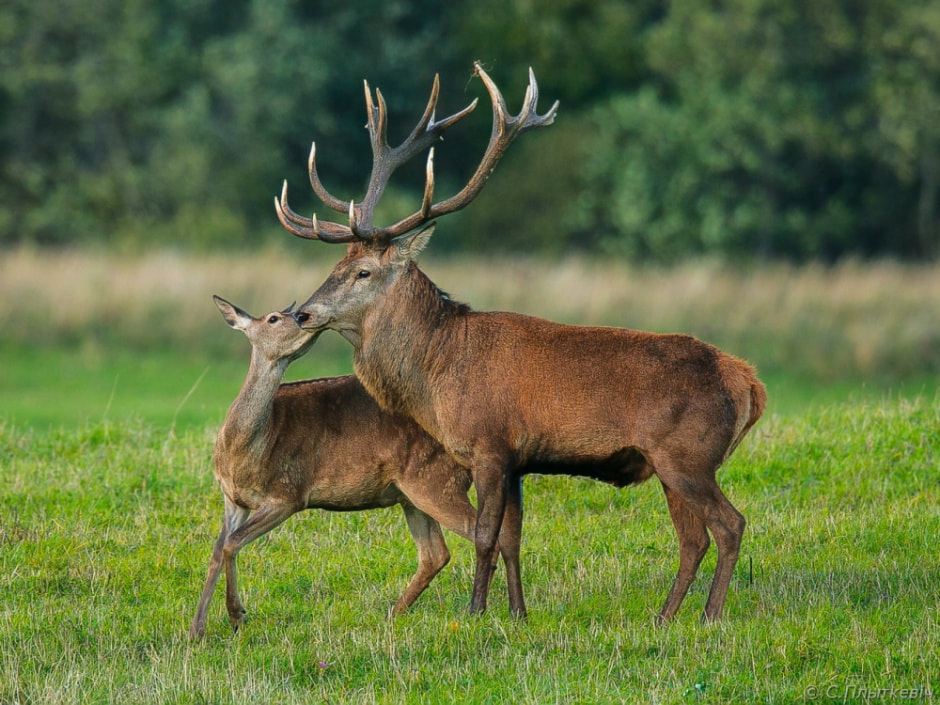 Тонкости фотоохоты от Сергея Плыткевича 16.jpg