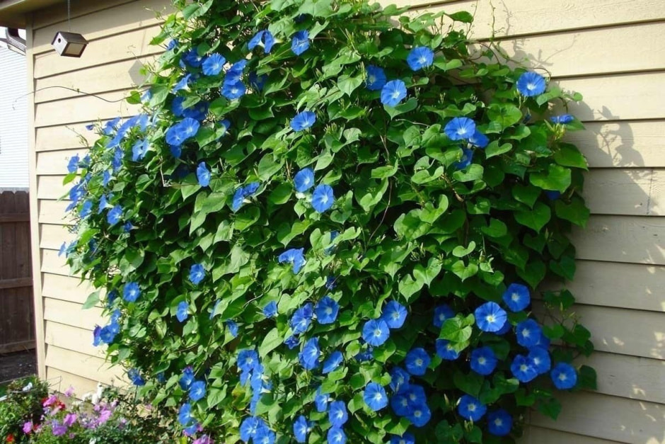 ипомея3.jpg ипомея3.jpg