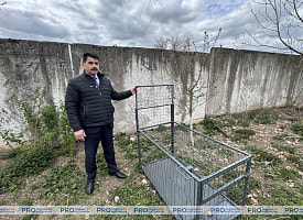 Бродячие собаки пугают деревни под Гродно. Теперь животных будут заманивать в ловушки