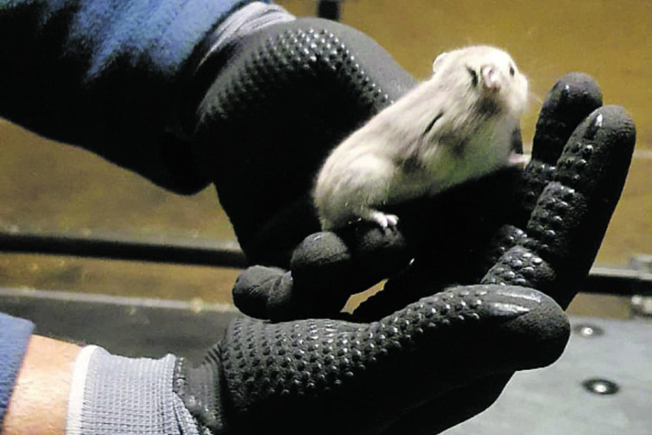 Самолет в Португалии пятые сутки не может улететь из аэропорта из-за побега хомяков.jpg