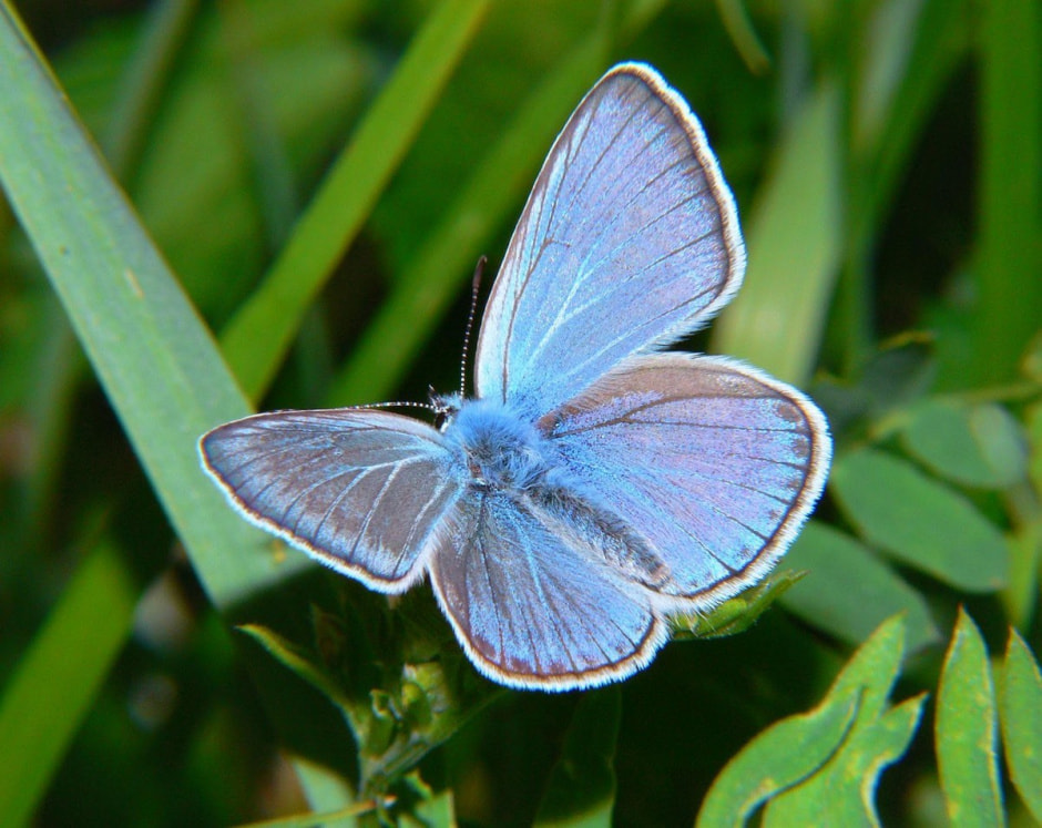 Белорусские бабочки 7.jpg