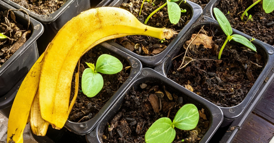 Банановая кожура