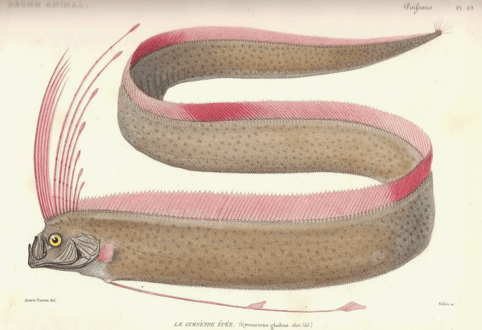 сельдяной король.png