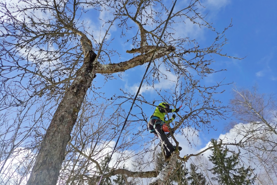 Зимняя обрезка деревьев с арбористом 2.png