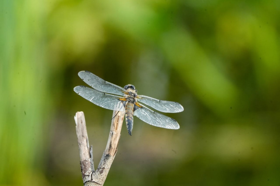 Стрекозы в Беларуси 6.jpg