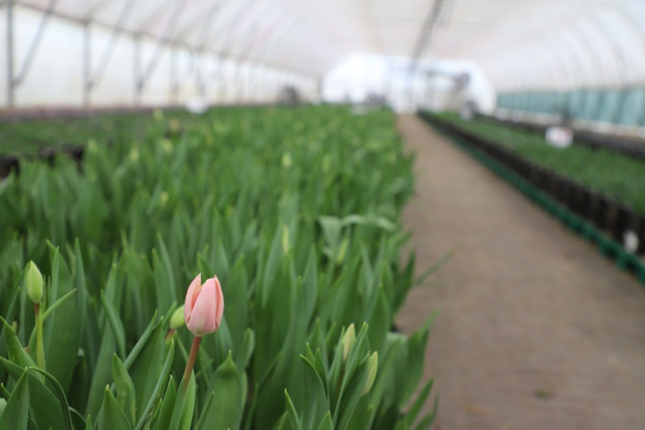 тюльпаны ивацевичи.jpg