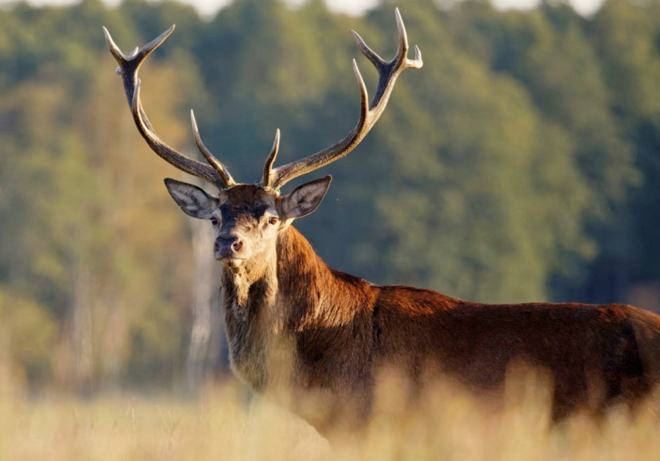 Благородный олень 11.jpg