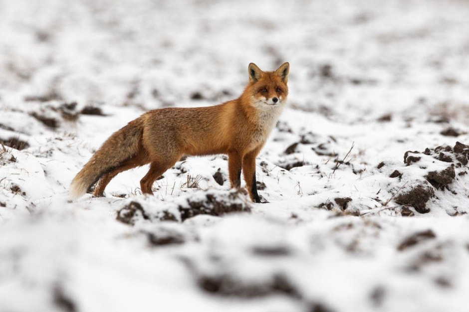 13-Лиса зимой.jpg